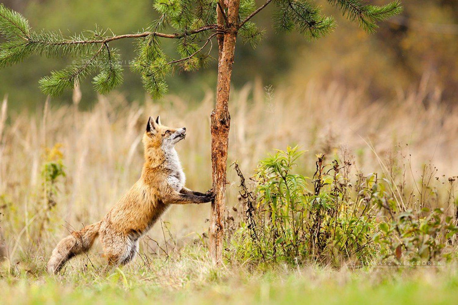 fox, fuchs, red fox, wildlife, shelter, hide, poland, fields, autumn, eye, lucky, tree, strange, Tomasz Wieczorek