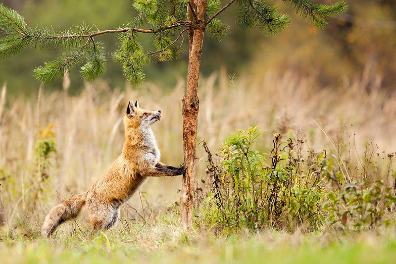 fox, fuchs, red fox, wildlife, shelter, hide, poland, fields, autumn, eye, lucky, tree, strange Morning yoga фото превью