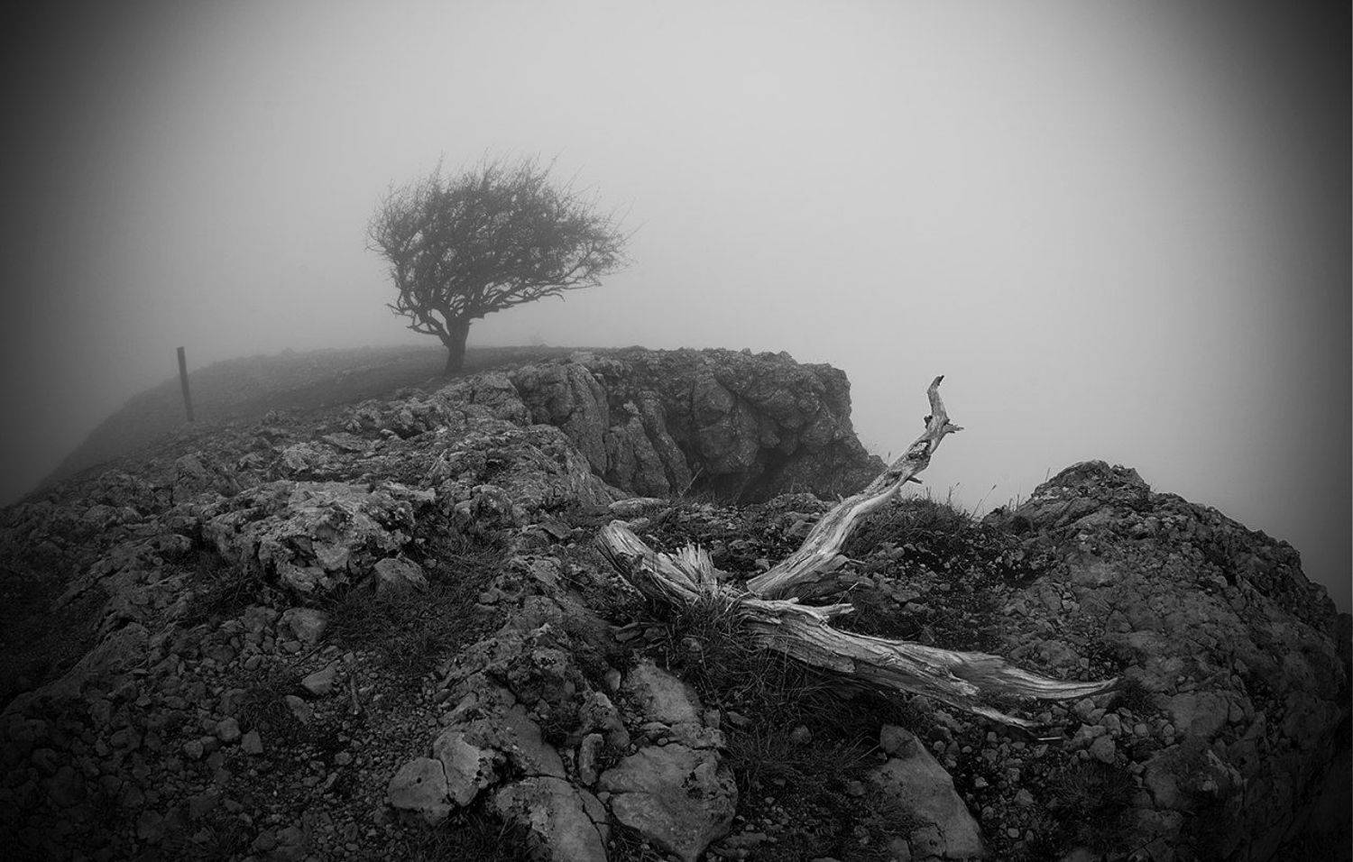 пейзаж, дерево, туман, обрыв, Макс
