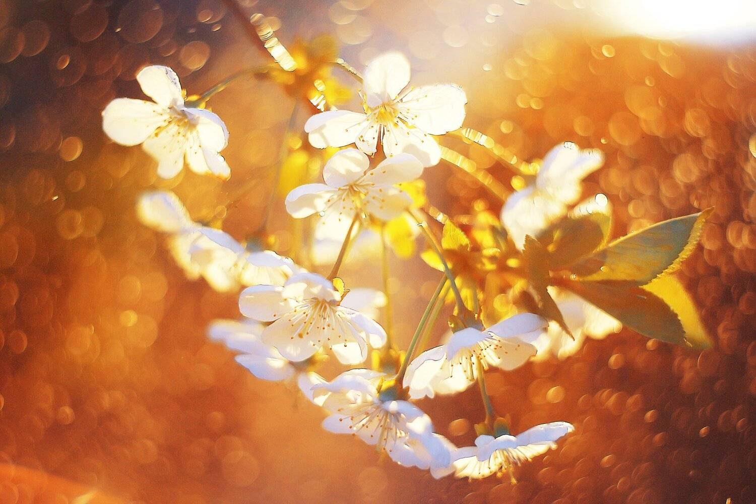 , Анастасия Колесникова