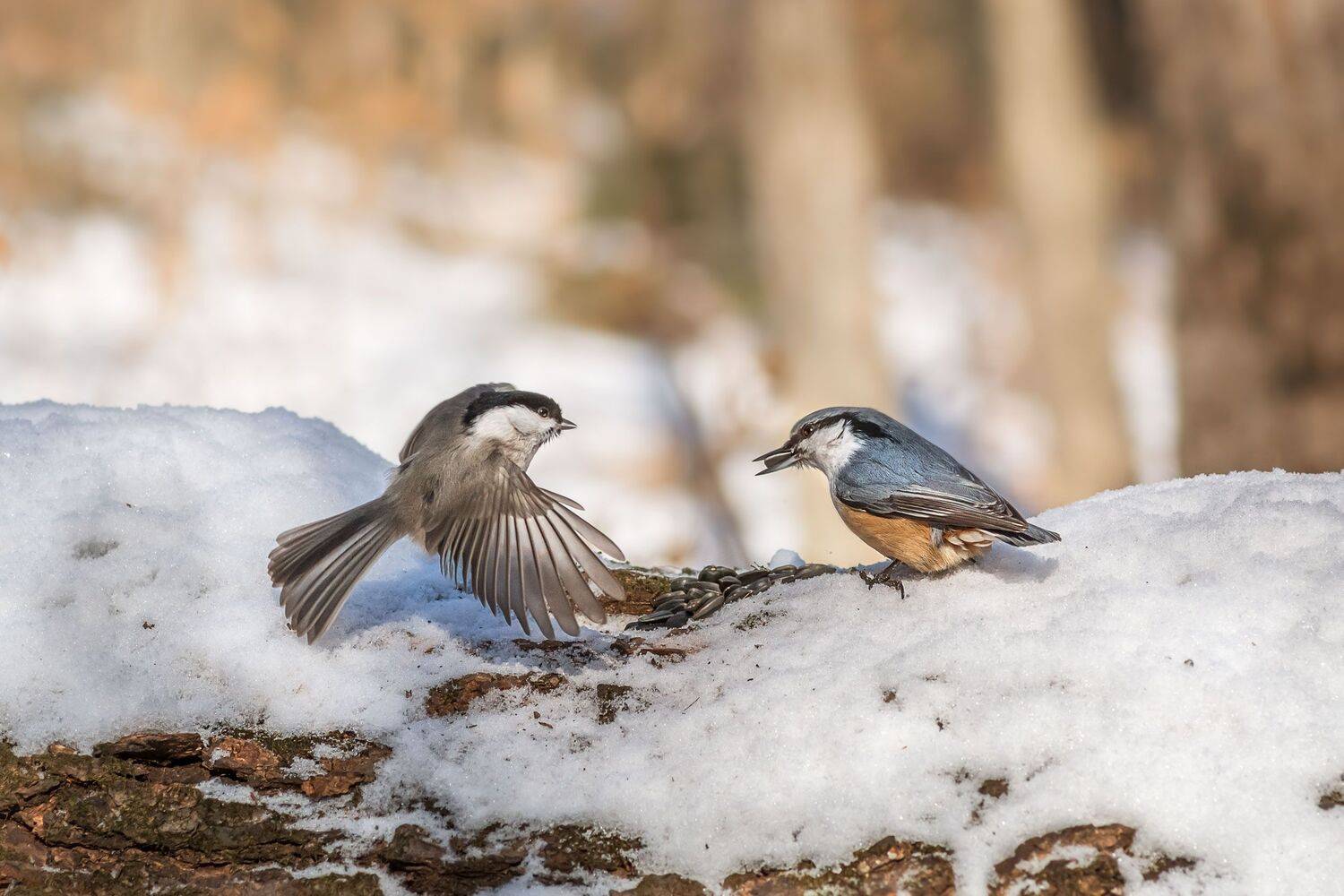 , Шинкарева Елена