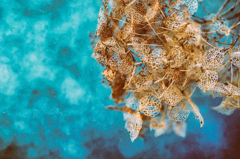 макро, природа, растения, цветы, сухоцветы, гортензия, macro, nature, plants, flowers, dried flowers, hydrangea такая разная гортензия фото превью
