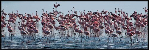 МИР ПЕРНАТЫХ