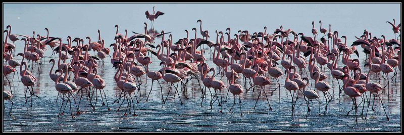 мир МИР ПЕРНАТЫХ фото превью