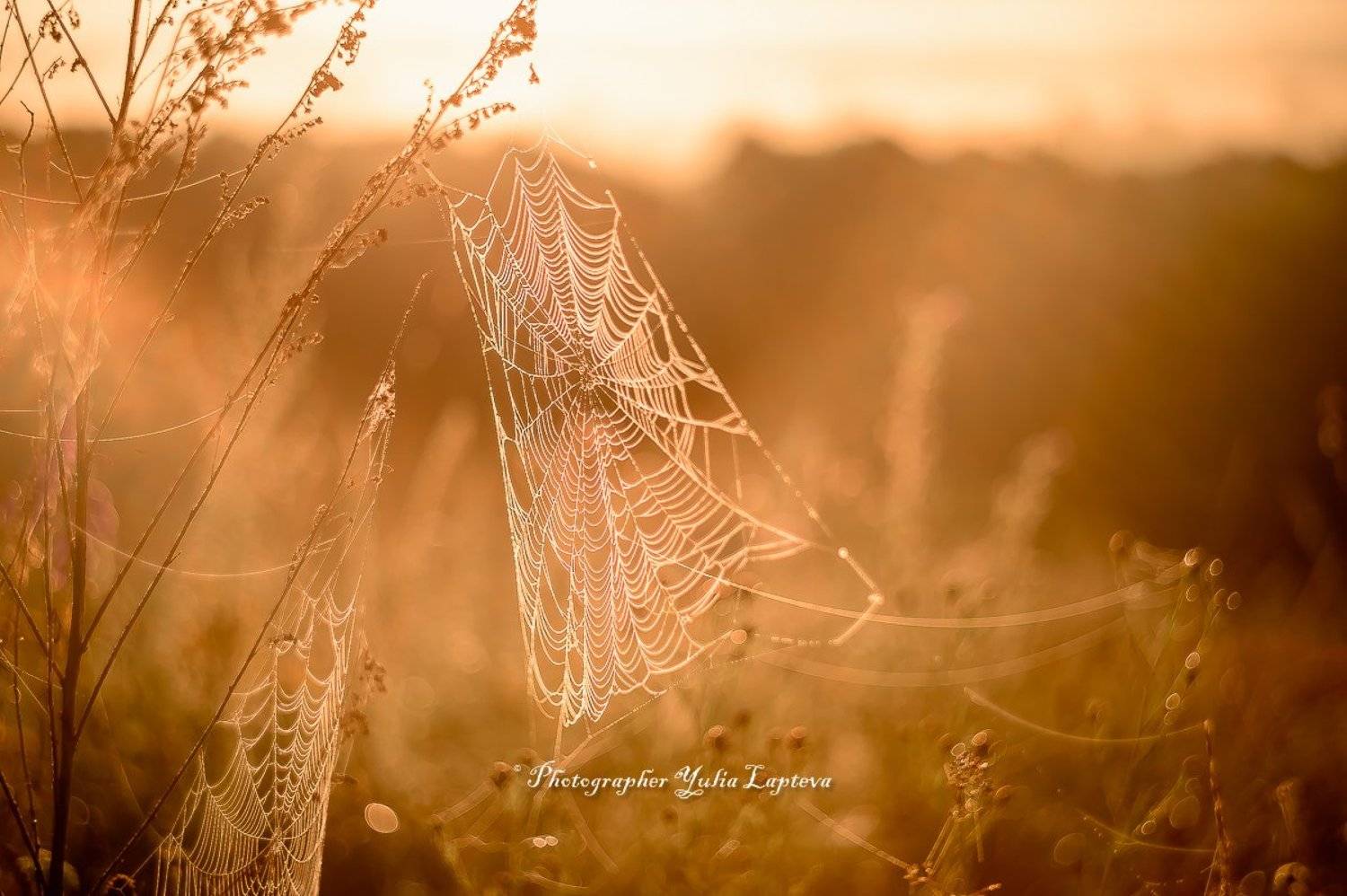 природа,паутина,лето,рассвет,гелиос,туман,утро,россия, Юлия Лаптева