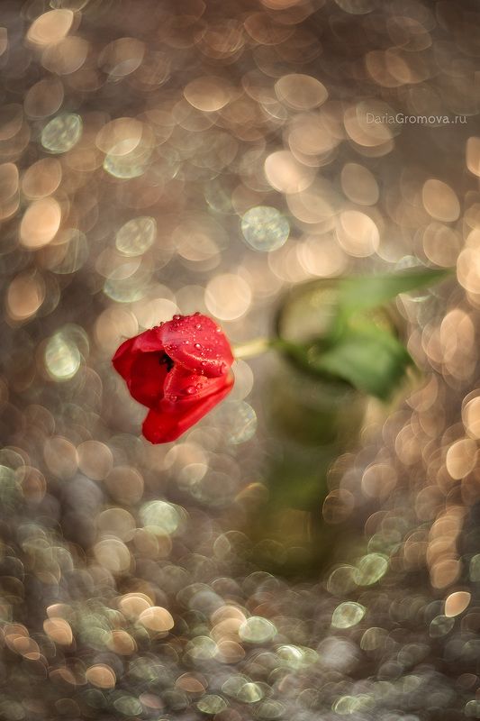 боке, ручной обьектив, мануальная оптика, фотограф, фотосессия, натюрморт, фото, блики, цветы, гелиос, макро, тюльпан Зимний тюльпан фото превью