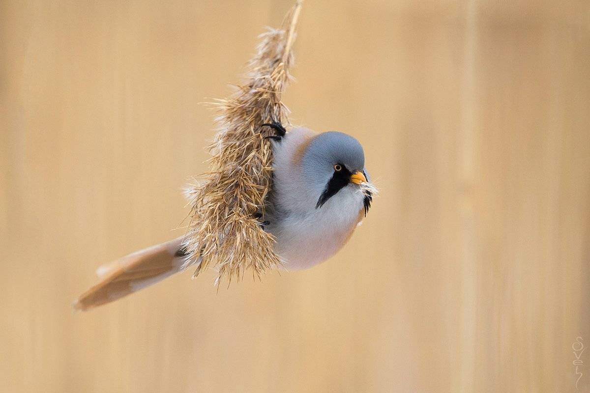усатая синица, Байбекова Светлана