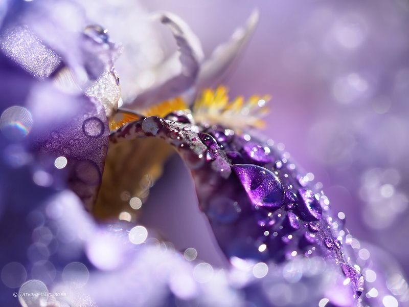 природа, nature, ирис, цветок, цветение ирисов, флора, iridaceae, iris, касатик, мой сад, московская область, россия Ирисы в моём саду фото превью