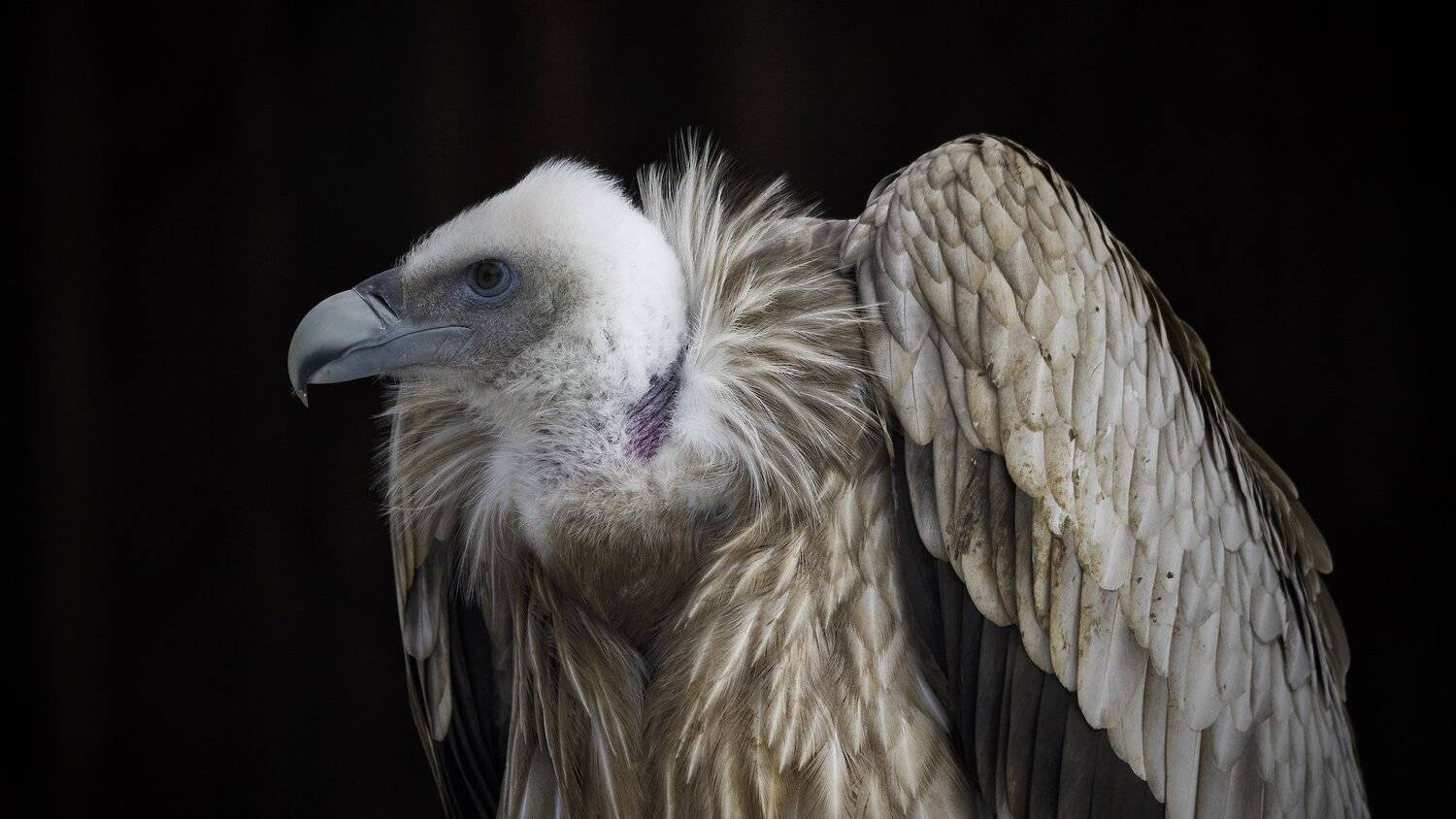 , Эдуард Горобец