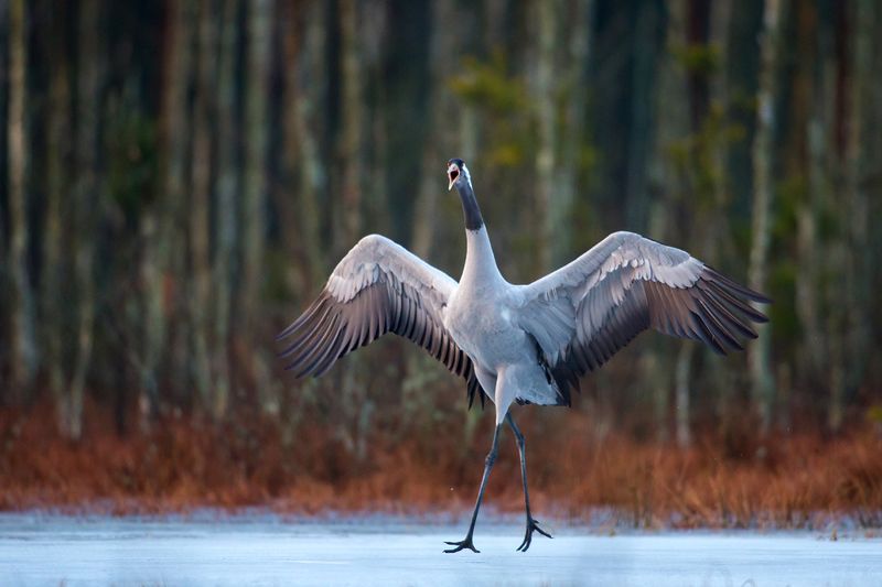 Grus grus фото превью