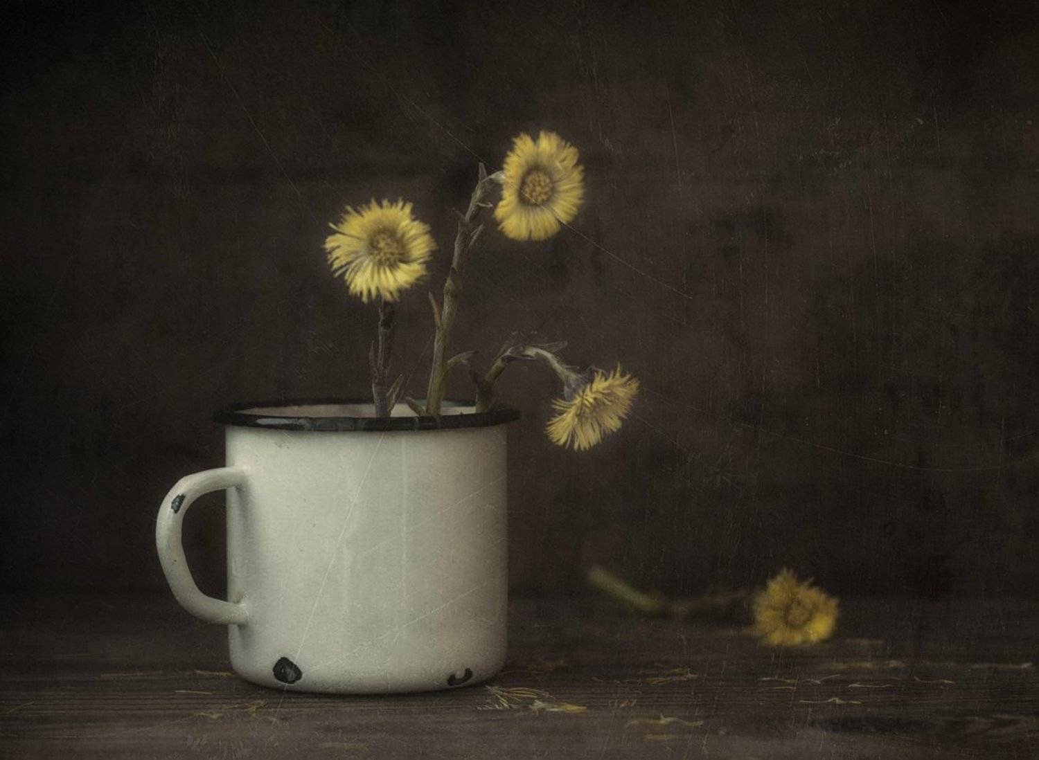 натюрморт,весна,мать-мачеха,цветы, Наталия