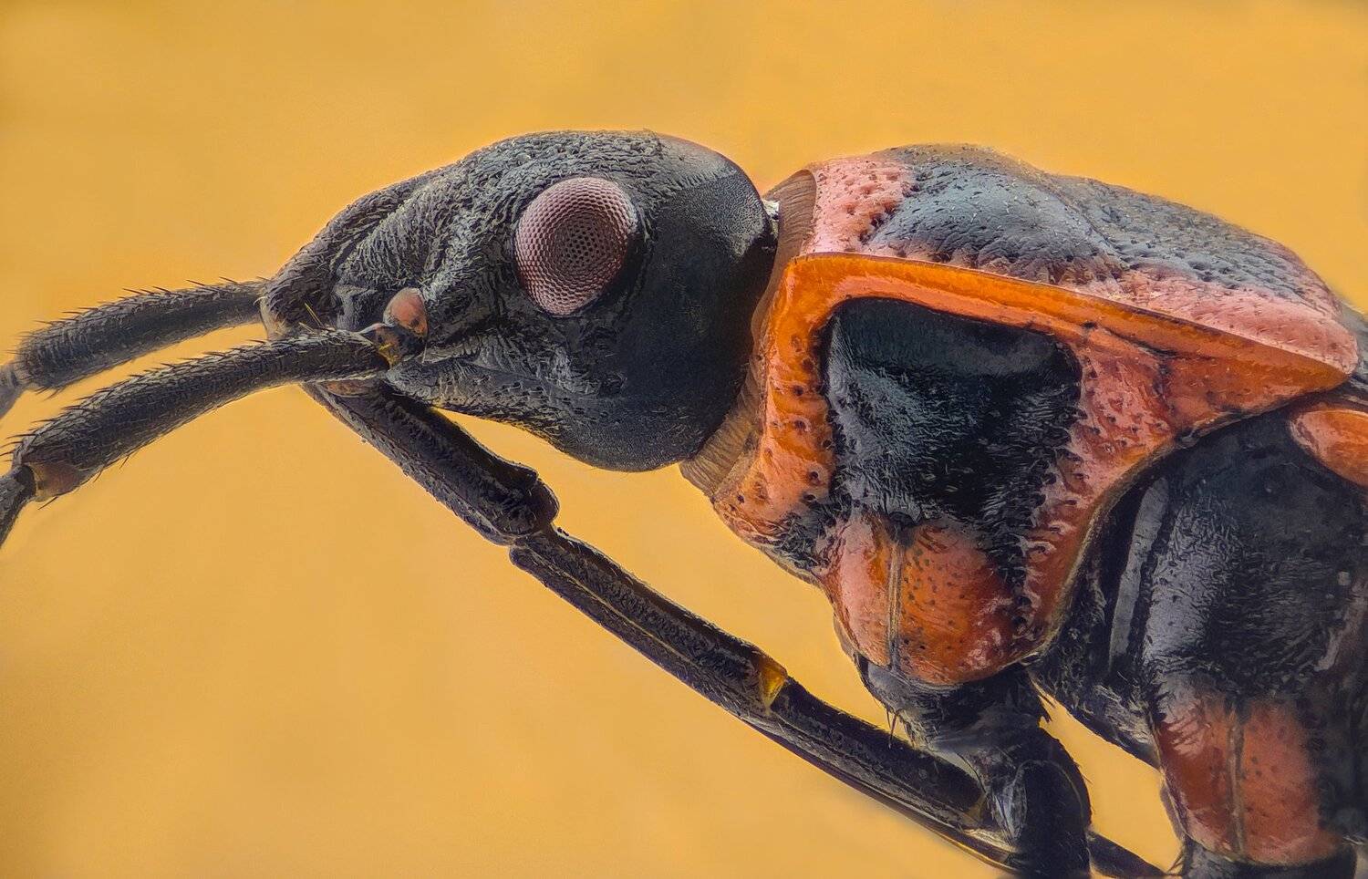 ceclii, macro, extrememacro, Tsvetan Ganev