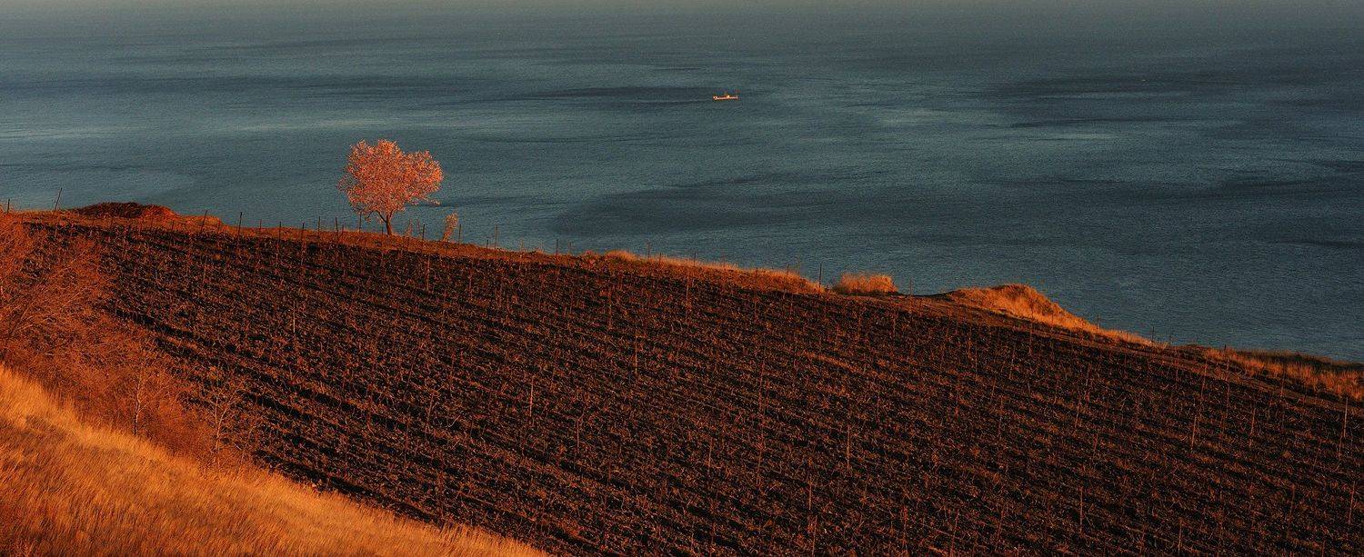 весна, цветение, миндаль, горы, Вьюшкин Игорь