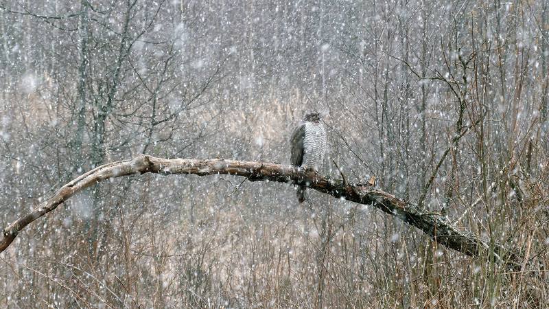 Ястреб.Снегопад. Ястребиная сказка фото превью