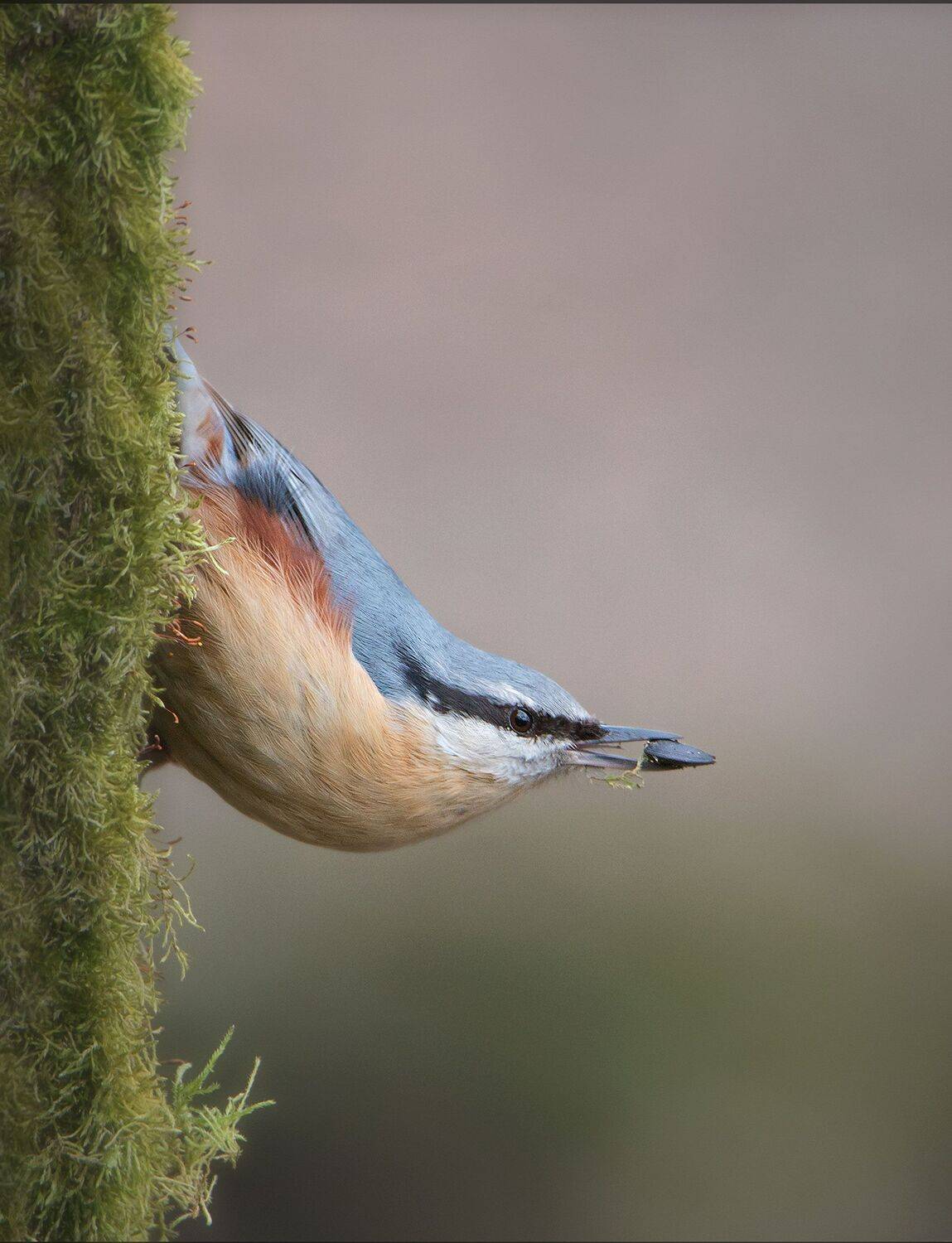 , Arkadiusz Michalak