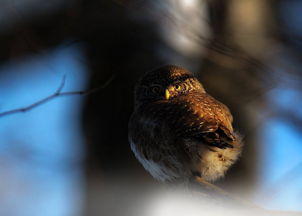 , Валерий Субачев