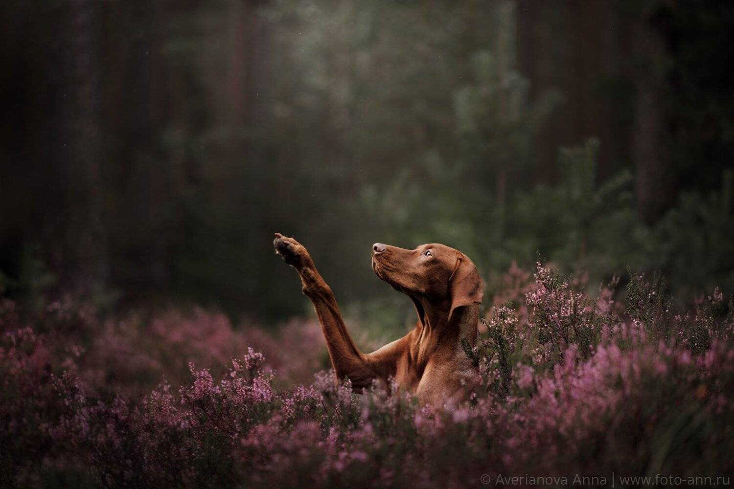 собака, природа, лес, Анна Аверьянова