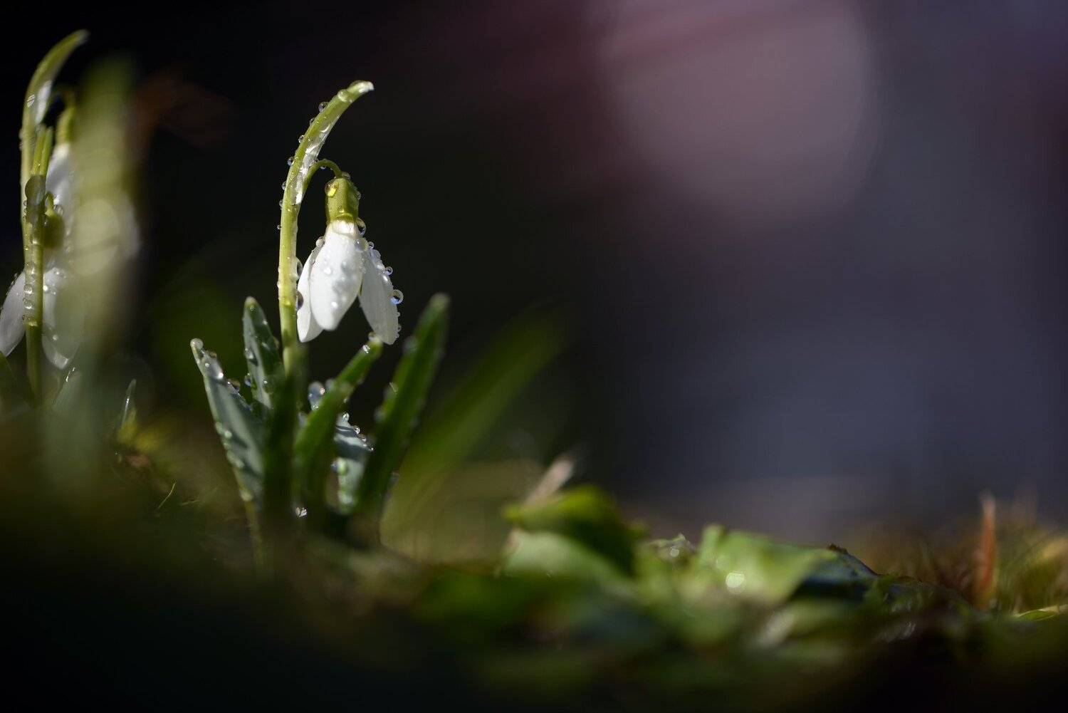 природа, макро, весна, цветы, галантус, капли дождя, Неля Рачкова
