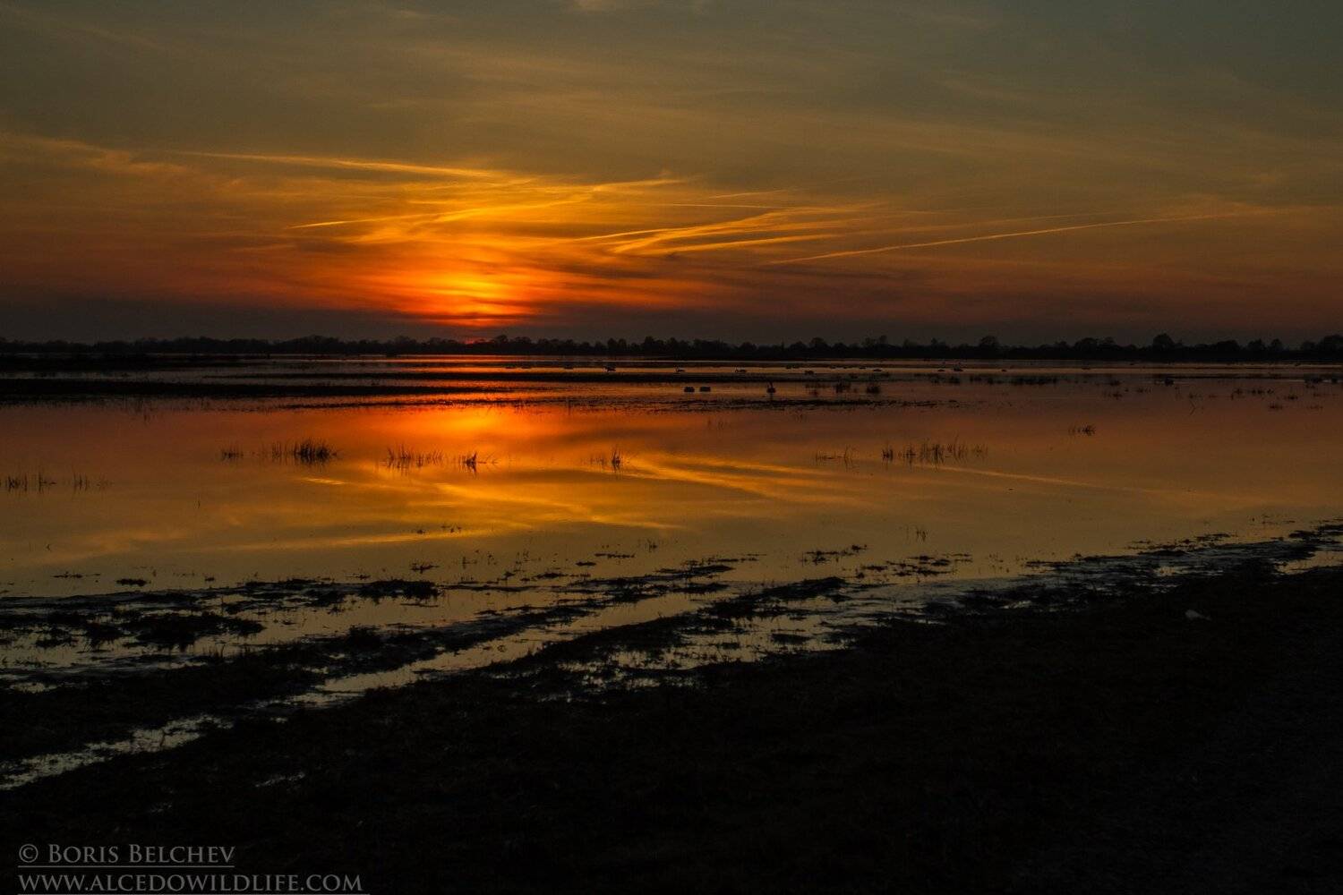 , Борис Белчев