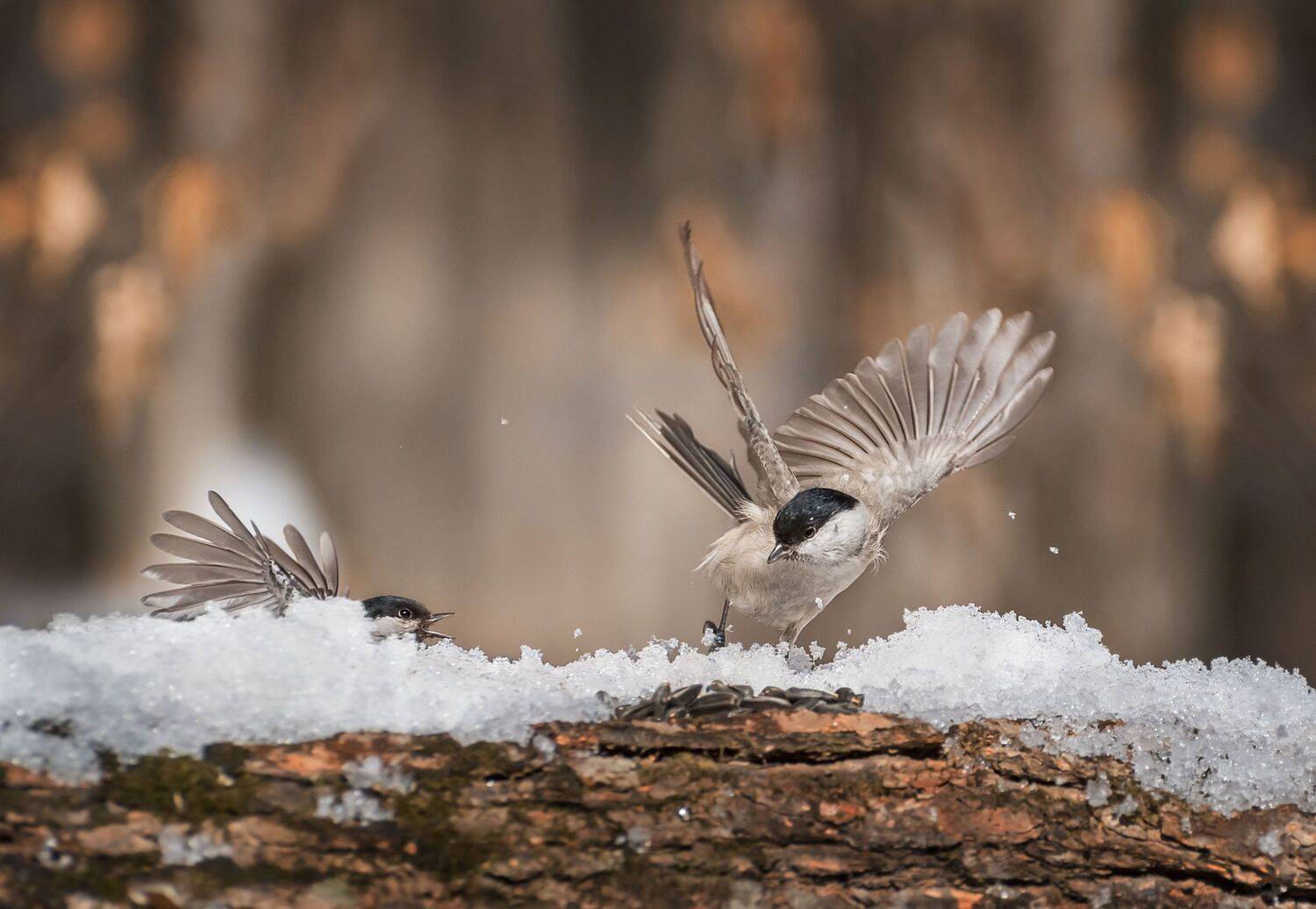 , Шинкарева Елена