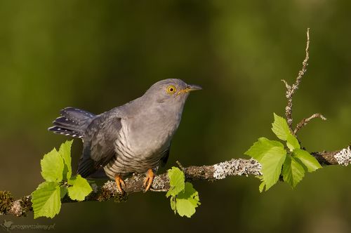 Cuckoo
