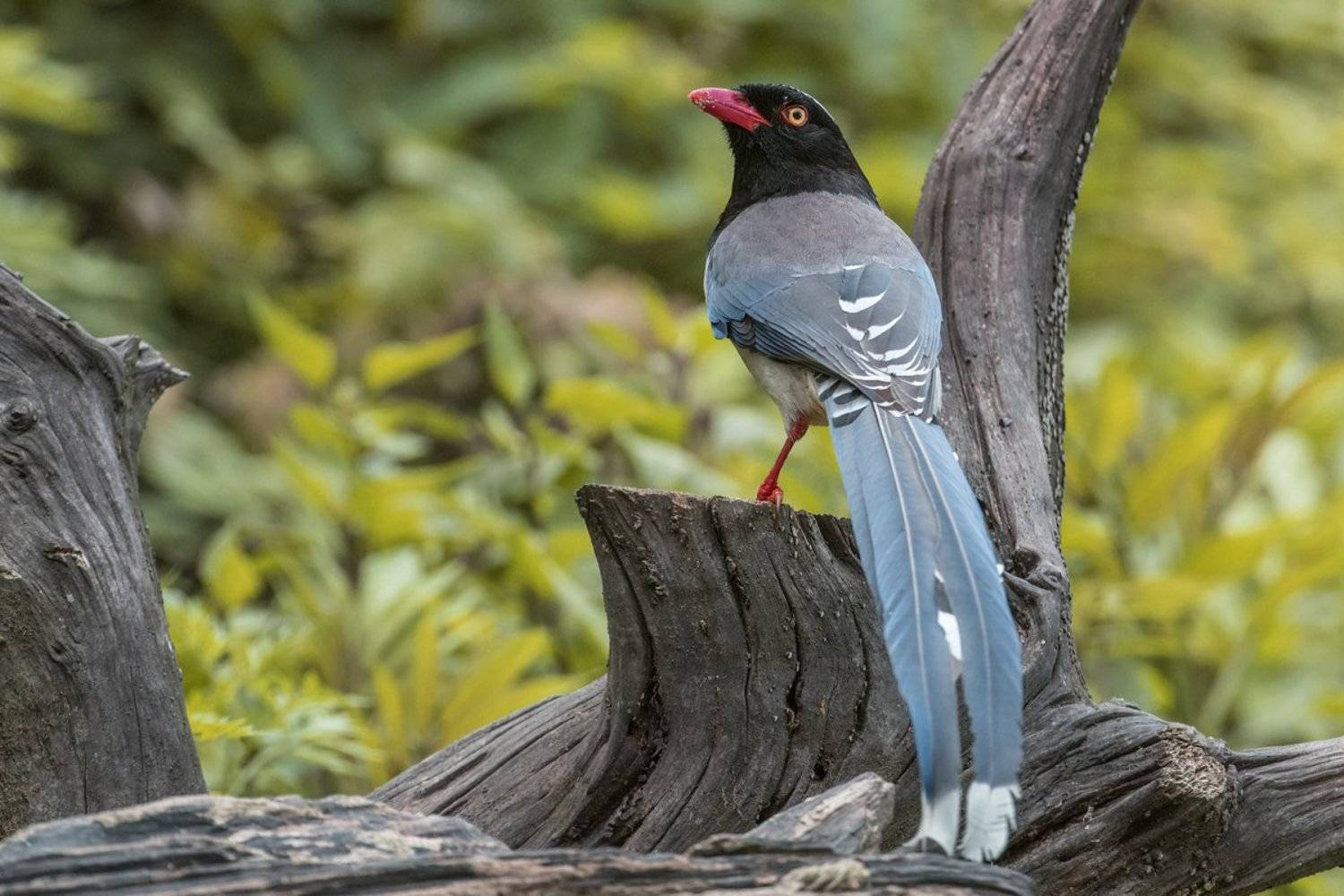 сорока, Александр Маркелов