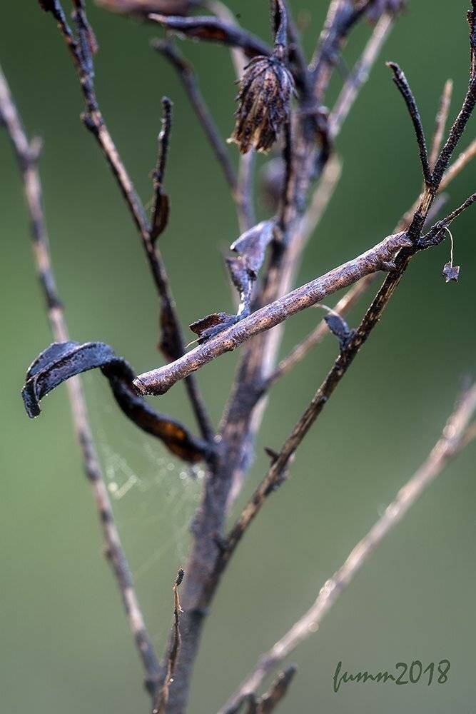 , Игорь ФУММ