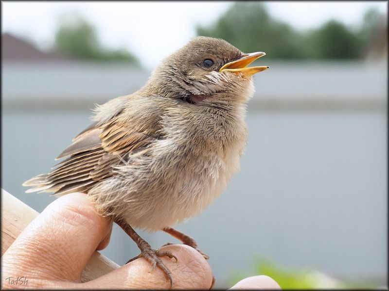 серая славка, славка, птицы, sylvia communis, природа, животные, московская область, птицы россии Славик фото превью