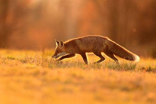 Photos by Juraj Bencik