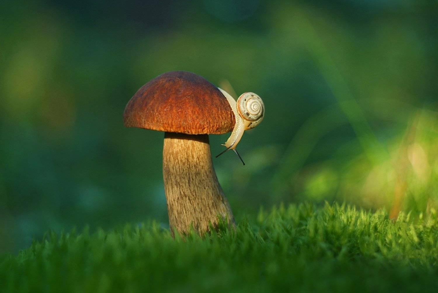 грибы, природа, улитка, лето, Александр Гвоздь