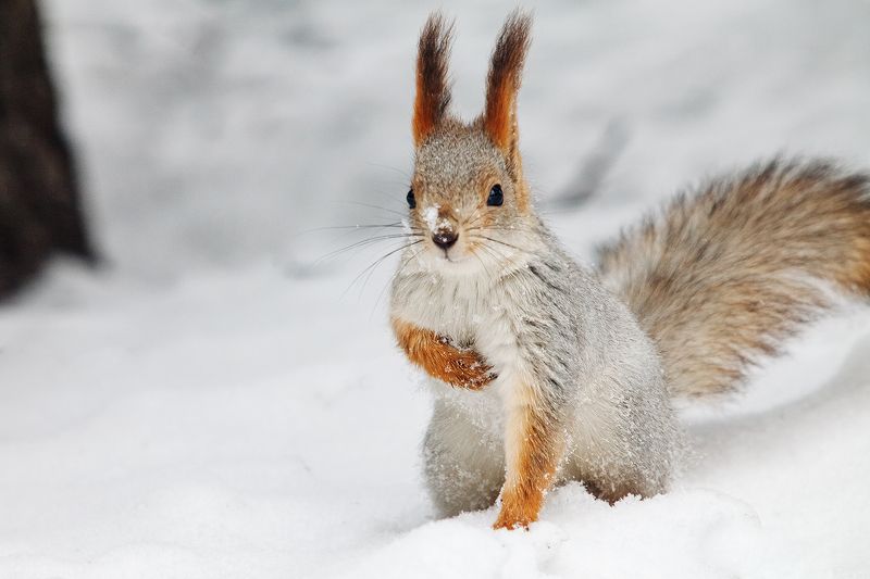 *** фото превью