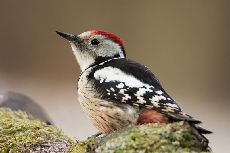 Dzięcioł średni. фото превью