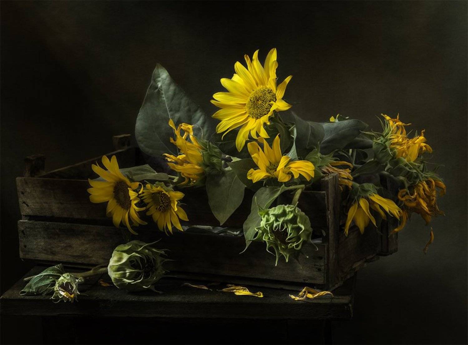 натюрморт, цветы, still life, Оля