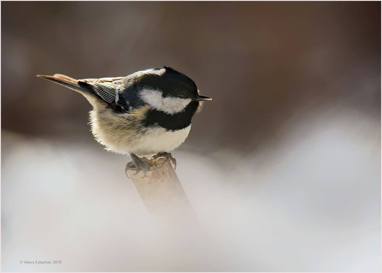 , Валерий Субачев