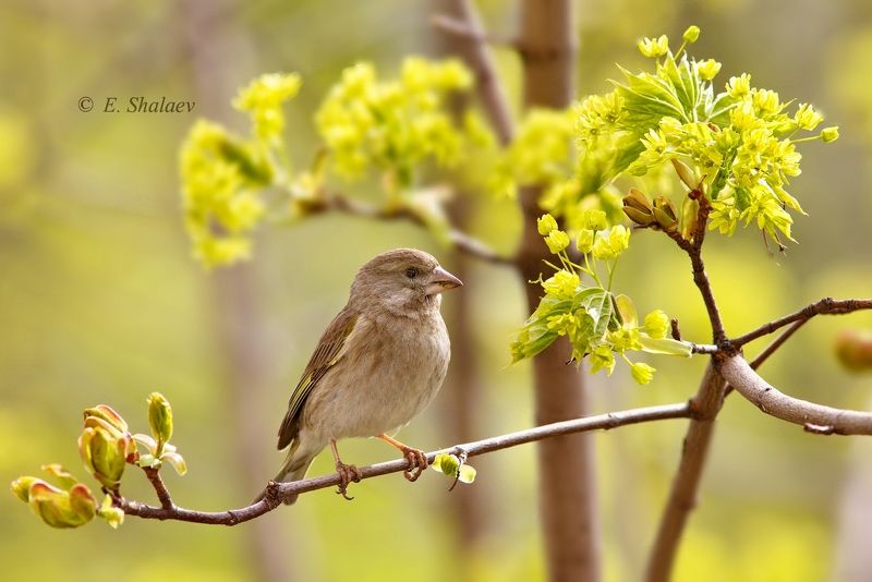 birds,carduelis chloris,european greenfinch,обыкновенная зеленушка,птица,птицы,фотоохота Цветы для зеленушки фото превью