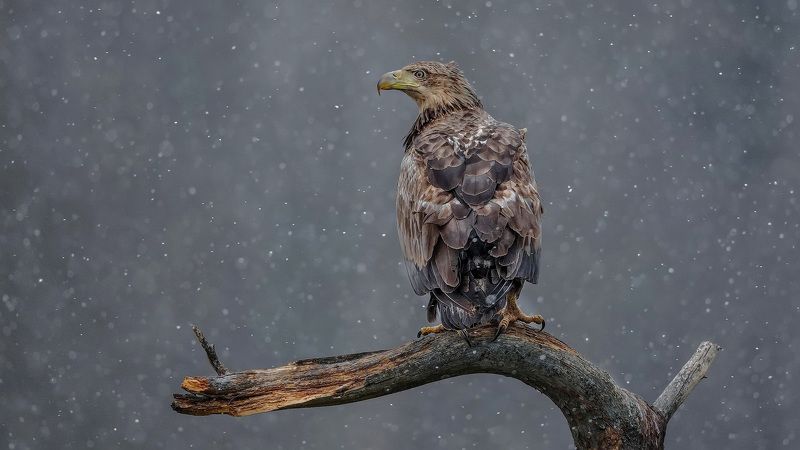 орлан, белохвост, haliaeetus, albicilla, white-tailed, eagle Весна блудница фото превью