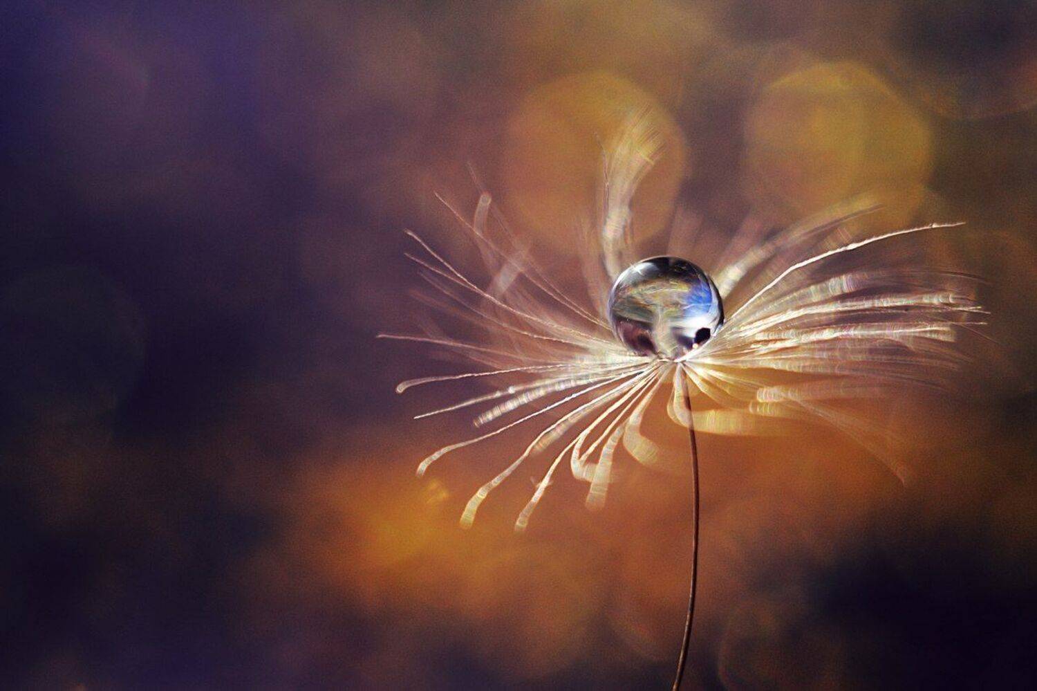 , Лапшина Владлена