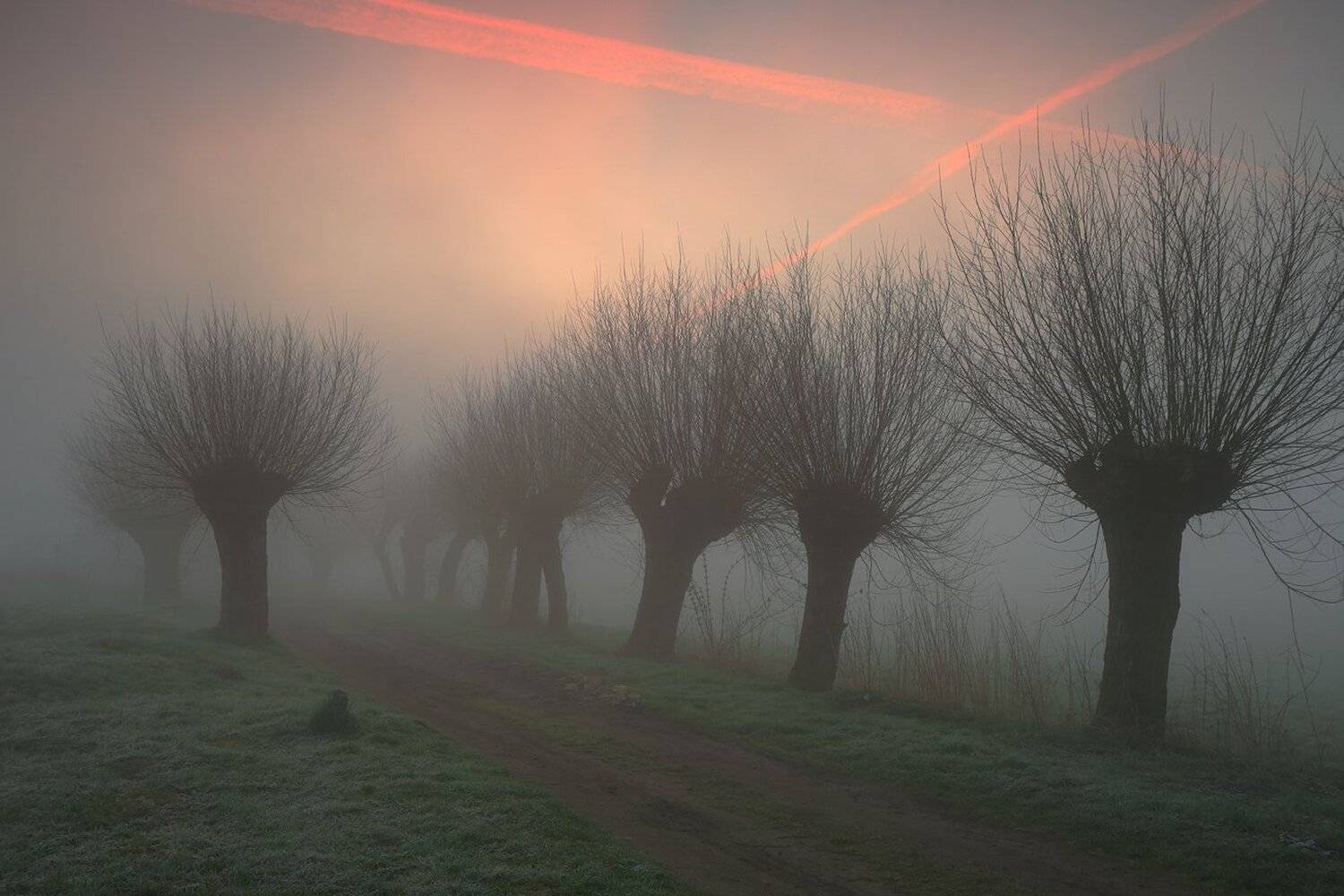 road, light, mist, willows, morning, sunrise, mood,, Jacek Lisiewicz