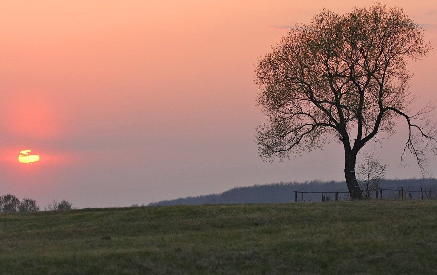 ветла закат одиночество, Сергей Сидоров