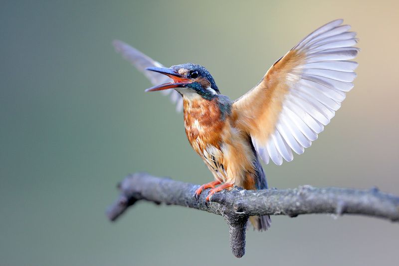 kingfisher Kingfisher фото превью