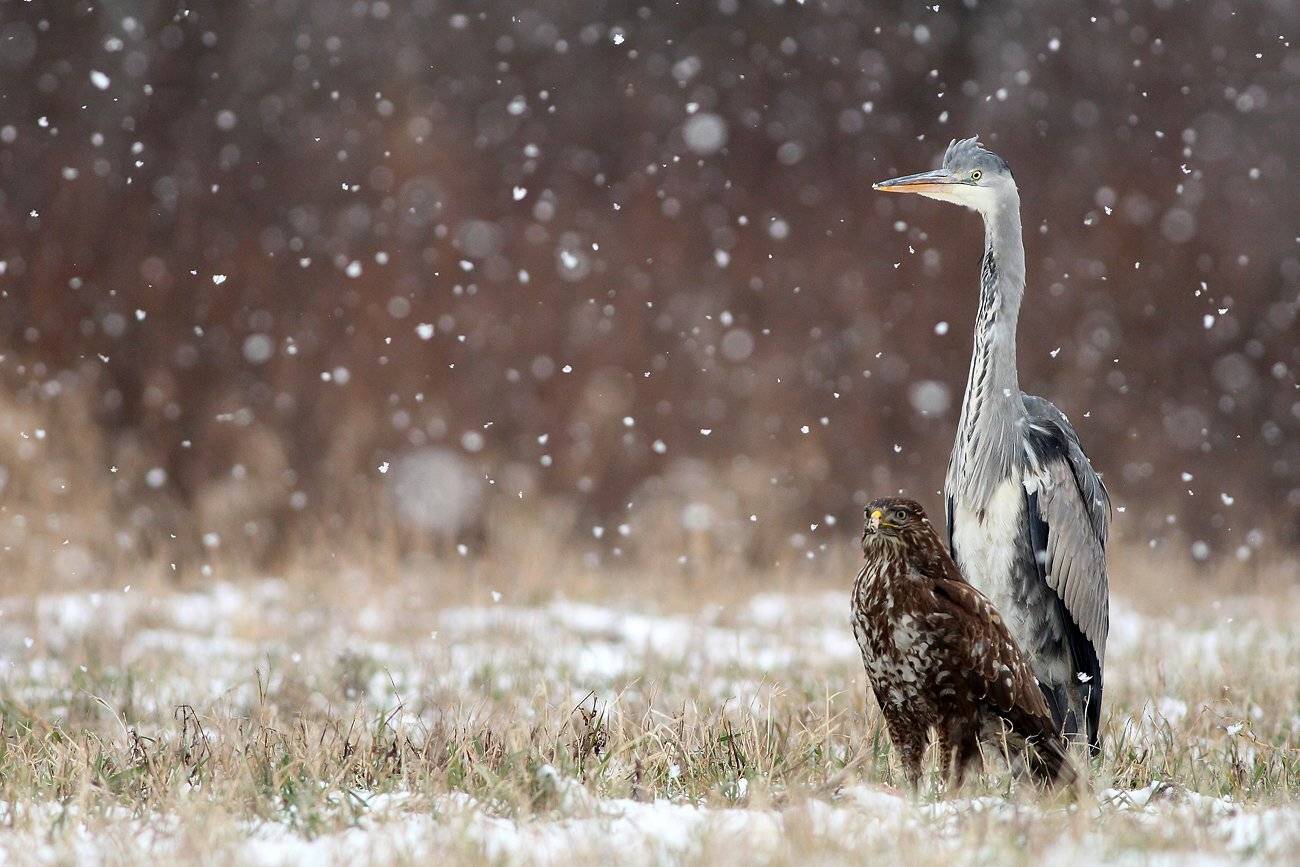 birds, wildlife, animals, grey heron, common buzzard,, Adam Fichna