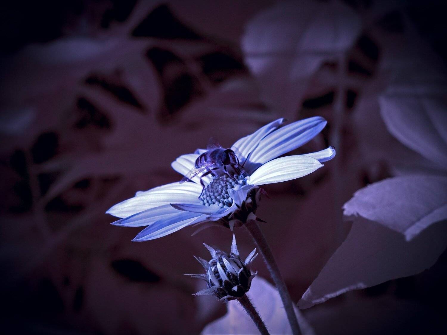infrared,ик-фото,инфракрасное фото,инфракрасная фотография,природа,беларусь,осень, Sixten ( Сергей )