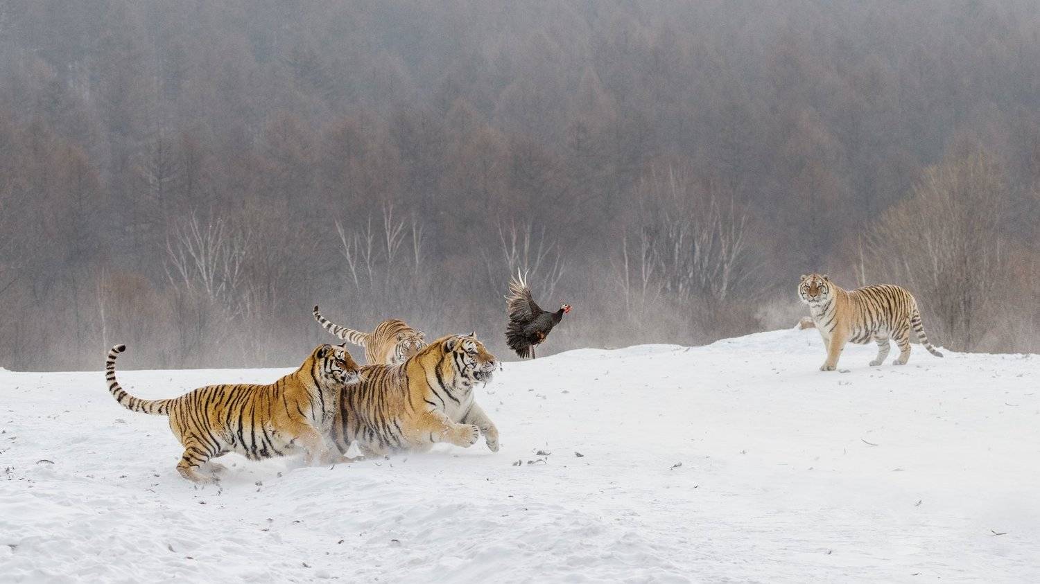 , Алексей Сулоев