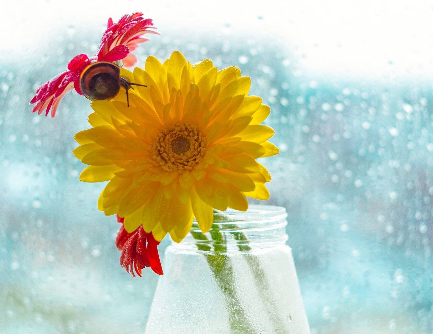 улитка, герберы, март, гелиос, Виктория Воробьёва