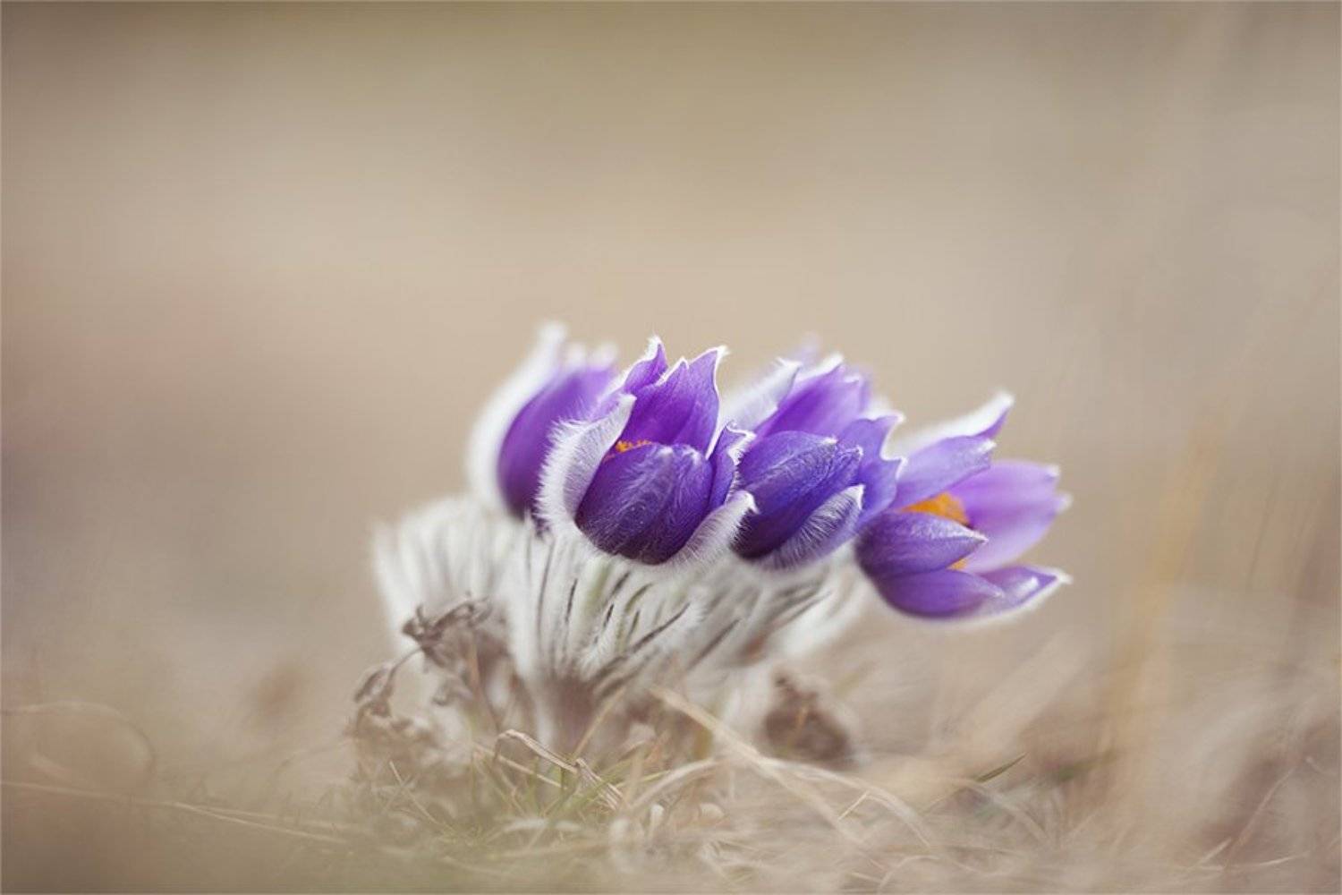 , Наталья Ова