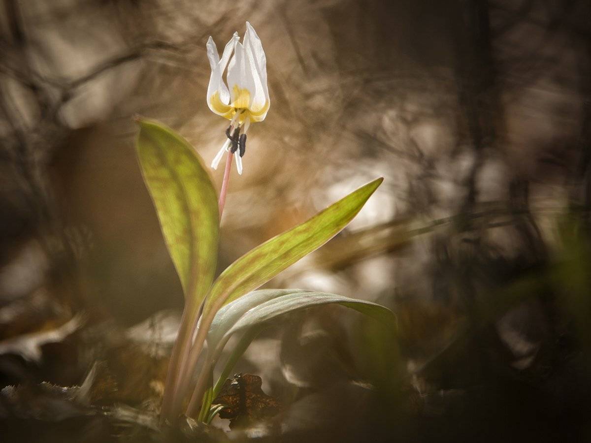 , Nicolae Fanurie Chirobocea