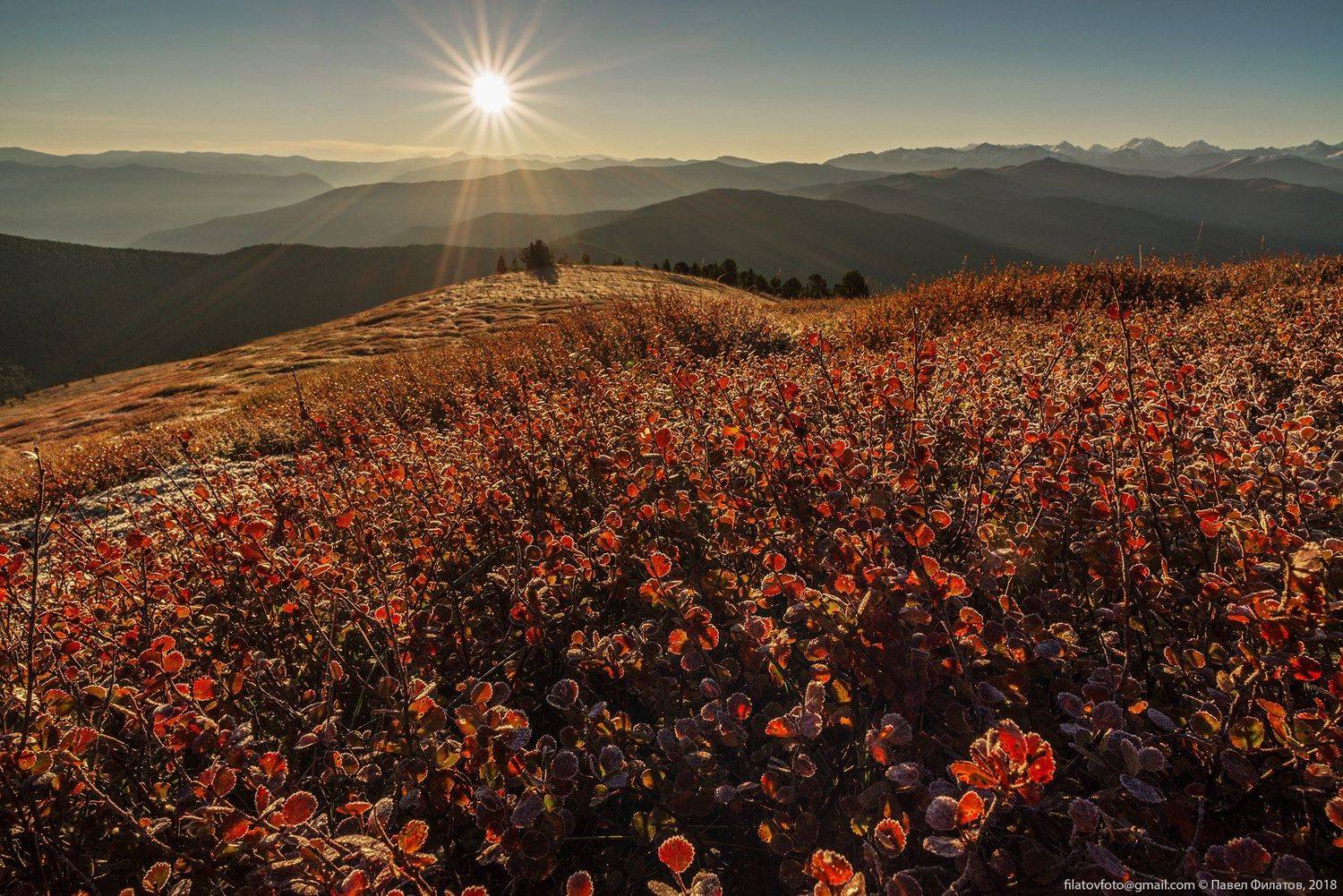 алтай, сибирь, березка, осень, солнце, Павел Филатов