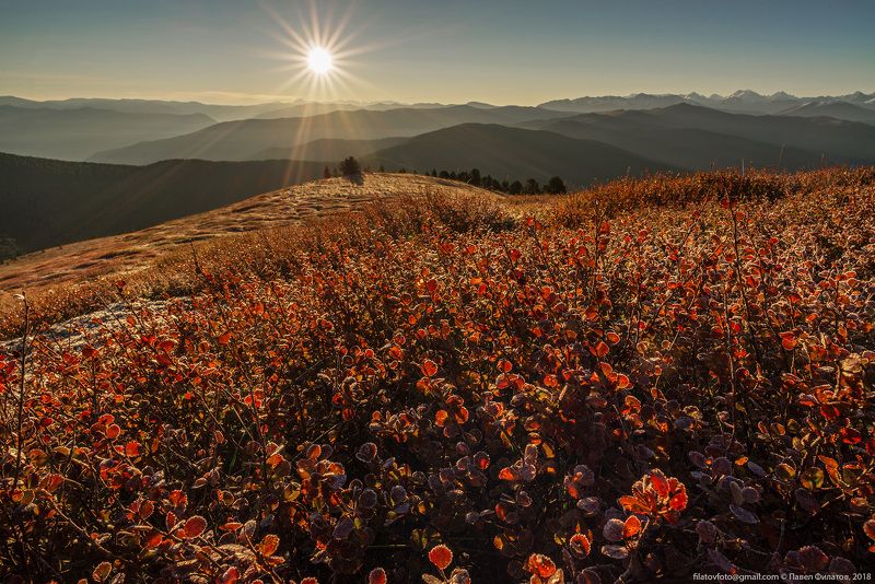 алтай, сибирь, березка, осень, солнце Начало осени фото превью