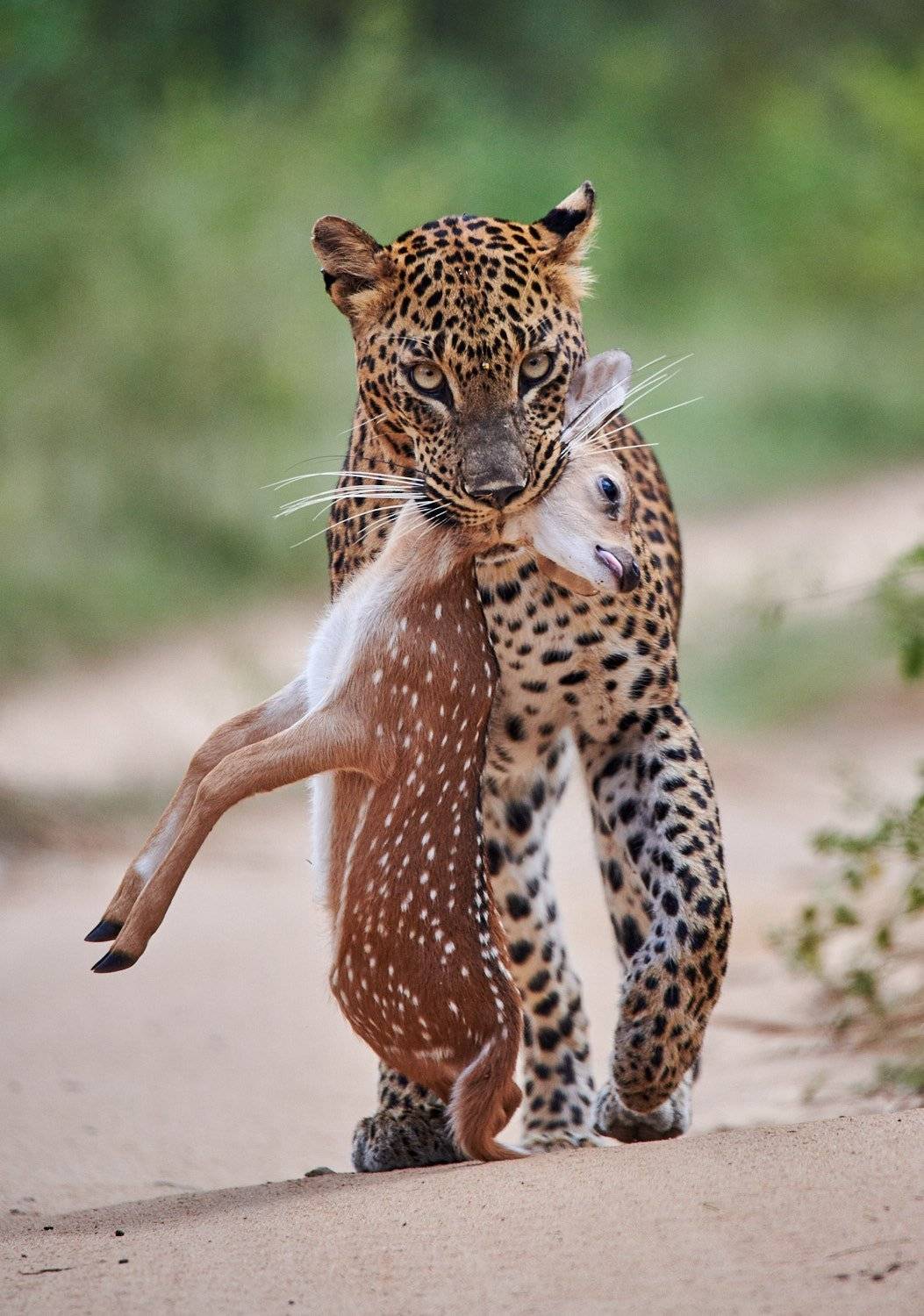 , Роман Штейнбрехер