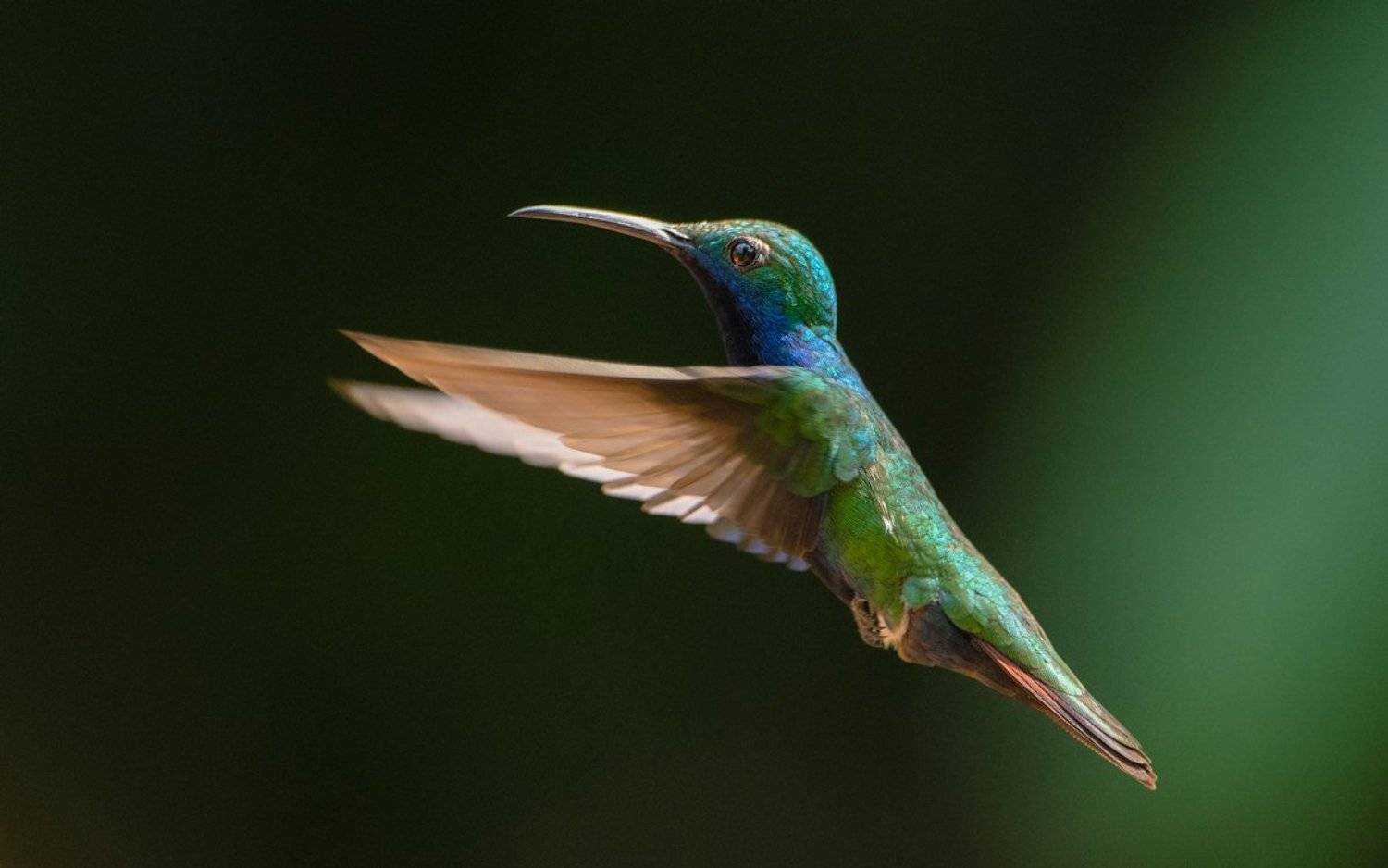 колибри (перу), Александр Маркелов